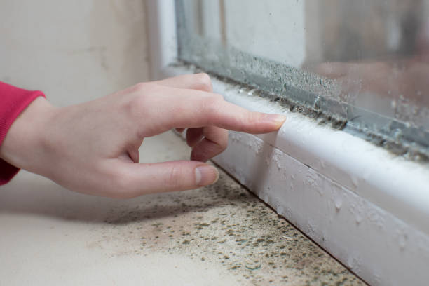 Best Mold Remediation for Healthcare Facilities  in Maroa, IL